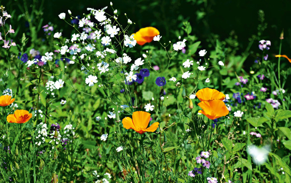 Kalifornischer Mohn