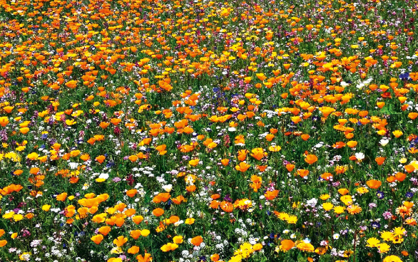 Wilder Blumensommer