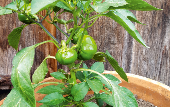 paprika